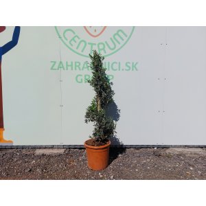 Olivovník európsky (Olea europaea) ´LECCINO´- výška 100-130 cm, kont. C18L - ŠPIRÁLA (-12°C)